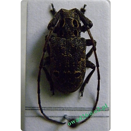 Mesosa curculionoides (Linnaeus, 1761) Średzinka plamista